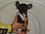 poupette - Chihuahua (1 an)