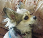 Dandy - Chihuahua Mâle (2 ans)