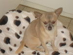 caricol - Chihuahua Mâle (8 ans)