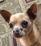 Bugs - Chihuahua Mâle (10 ans)