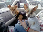 Bear and Franky - Chihuahua Mâle (10 ans)