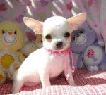 Chiquita - Chihuahua (5 mois)