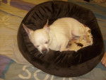 princesse - Chihuahua (6 ans)