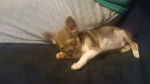 Pogo - Chihuahua Mâle (1 mois)