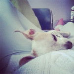 Maicol SDO - Chihuahua Mâle (5 ans)