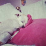 Maicol SDO - Chihuahua Mâle (5 ans)