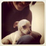 Maicol SDO - Chihuahua Mâle (5 ans)