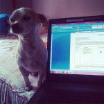 Maicol SDO - Chihuahua Mâle (5 ans)