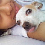 Maicol SDO - Chihuahua Mâle (5 ans)