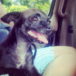 Precious - Chihuahua (3 ans)