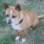 Chino - Chihuahua Mâle (3 ans)