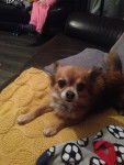 Pixie - Chihuahua (5 ans)