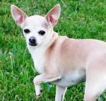 Muffin - Chihuahua (7 ans)