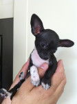 Floyd - Chihuahua Mâle (4 mois)