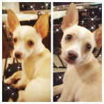 loggie - Chihuahua Mâle