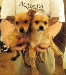 Bellisisma - Chihuahua (1 mois)