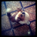 Minha Lilika - Chihuahua (7 ans)