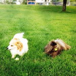 Rachel - Chihuahua (5 ans)