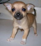 Maya - Chihuahua (5 mois)