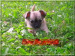 Fiona the princess - Chihuahua (4 mois)