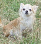 Chihuahua - Xenia - Chihuahua