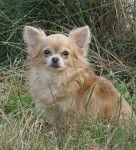 Chihuahua - Xkissy - Chihuahua