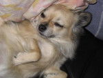 Chihuahua TYSON - Chihuahua