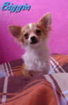 Biggie un chihuahua - Chihuahua