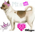 un des chien a ma meilleure amie - Chihuahua (5 ans)