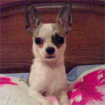 chihuahua Diégo - Chihuahua