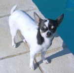 Chihuahua - Chihuahua