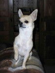 CHIHUAHUA - Chihuahua