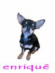 chihuahua enriqué - Chihuahua