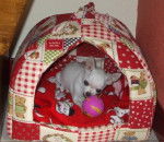 chihuahua Némo - Chihuahua