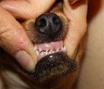 chihuahua ? - Chihuahua