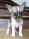chihuahua - Chihuahua Mâle