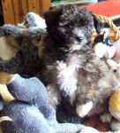 croisé chihuahua bichon Joy - Chihuahua