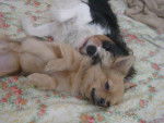 CAVALIER KING CHARLES GALEO ET CHIHUAHUA CHIPO - Chihuahua