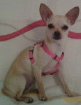 Sugar - Chihuahua (10 mois)