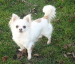 Thaïs du Clos des Mouyssoux Championne de France - Chihuahua