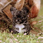 El Mexicano du Domaine de San Sébastien - Chihuahua
