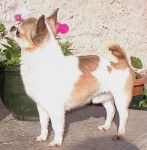 Superman du Clos des Mouyssoux - Chihuahua