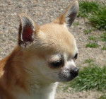 Axelle du Clos des Mouyssoux - Chihuahua