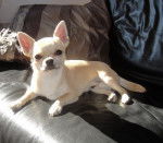 Desirless du Clos des Mouyssoux - Chihuahua