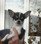 Estrella du Clos des Mouyssoux - Chihuahua