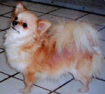 Alistar of Tierras Calientes - Chihuahua