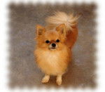 Charly Of Tierras Calientes - Chihuahua