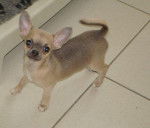 Héva Of Tierras Calientes - Chihuahua