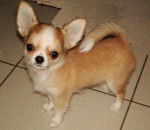 Hôtesse Of Tierras Calientes 5 mois - Chihuahua (5 mois)