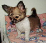 Hyacinthe Of Tierras Calientes 4 mois - Chihuahua (4 mois)